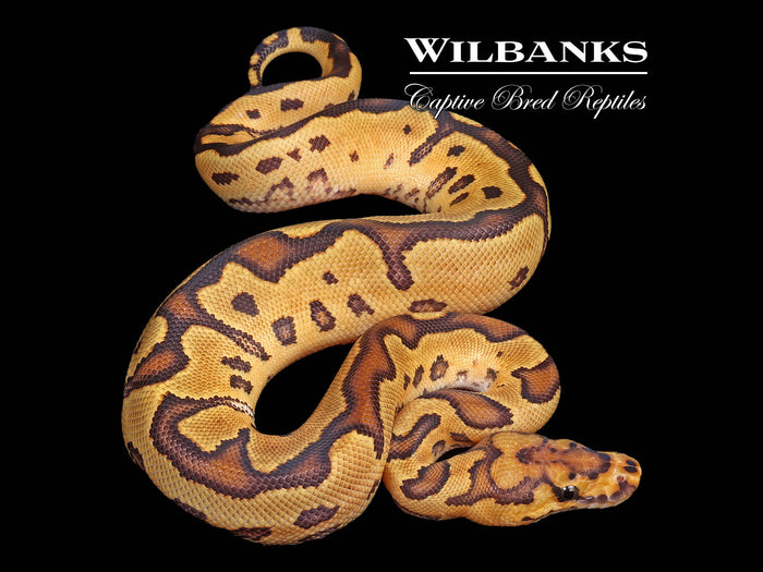 Fire Clown Ball Python ♂ '26