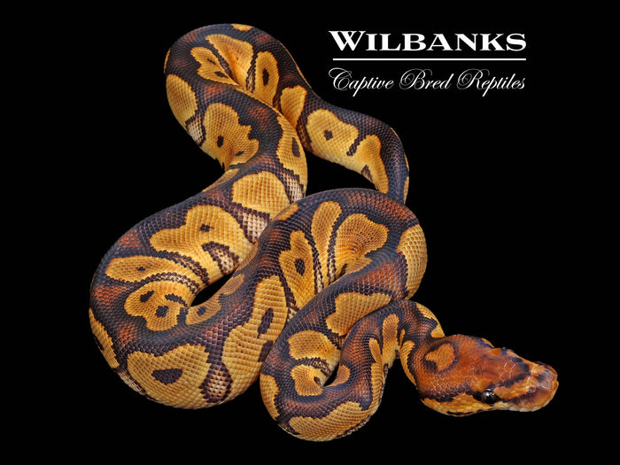 Clown 100% Het. Lavender Albino Ball Python ♀ '26