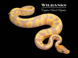 Banana Leopard Ball Python ♂ '26