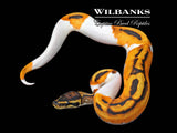 Orange Dream Pied Ball Python ♂ '26
