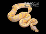 Banana 100% Het. Pied Ball Python ♂ '26