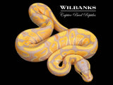 Banana 100% Het. Clown Ball Python ♂ '26