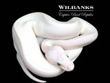 Blue Eyed Leucistic (Mojave Butter) Ball Python ♀ '26