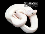 Blue Eyed Leucistic (Mojave Butter) Ball Python ♀ '26