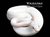 Blue Eyed Leucistic (Mojave Butter) Ball Python ♀ '26