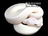 Blue Eyed Leucistic (Mojave Butter) Ball Python ♀ '26