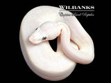 Blue Eyed Leucistic (Mojave Butter) Ball Python ♂ '26