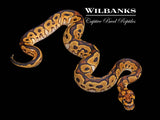 Sugar Clown Ball Python ♂ '26