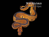 Leopard Clown 100% Het. Lavender Albino Ball Python ♀ '26