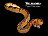 Enchi Clown Ball Python ♀ '26