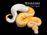 Dreamsicle Lavender Pied Ball Python ♀ '26