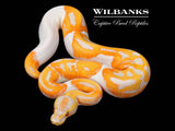 Dreamsicle Lavender Pied Ball Python ♂ '26