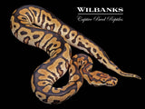 Spotnose Clown Ball Python ♀ '26