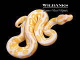 Albino Ball Python ♂ '26