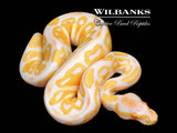 Albino Ball Python ♂ '26