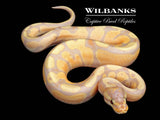 Banana Fire Ball Python ♂ '26