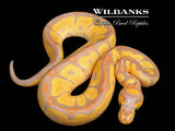Banana Clown Ball Python ♂ '26