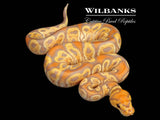GHI Banana Clown Ball Python ♂ '26