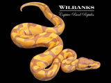 Banana Enchi Ball Python ♂ '26