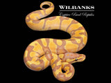 Banana Enchi Ball Python ♂ '26