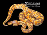 Banana Special Orange Dream Ball Python ♂ '26