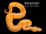 Lavender Leopard Blackhead Enchi Ball Python ♀ '26