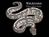 Lesser Leopard Axanthic (VPI) Ball Python ♀ '26