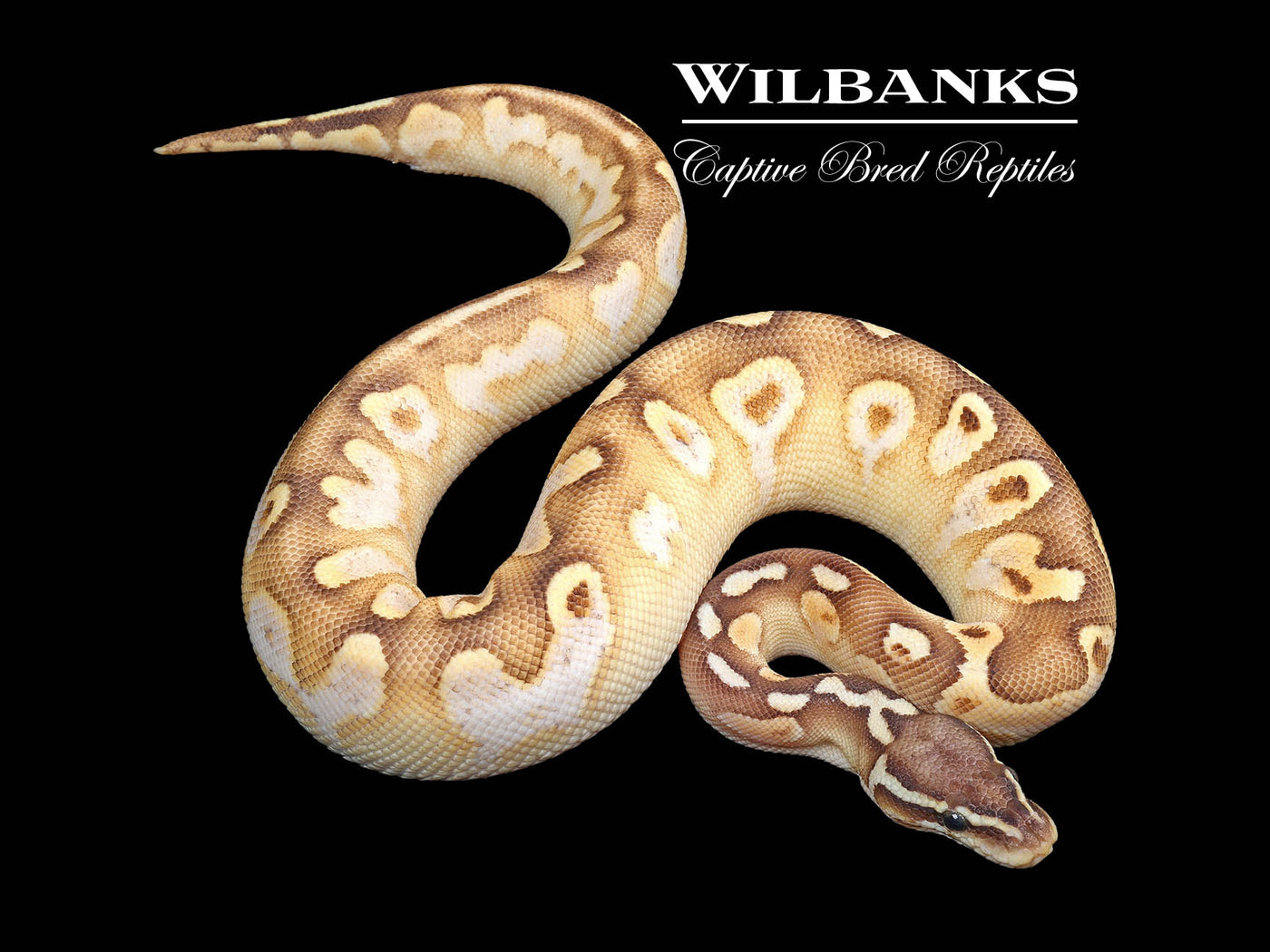 ButterFly Sugar Ball Python ♂ '24