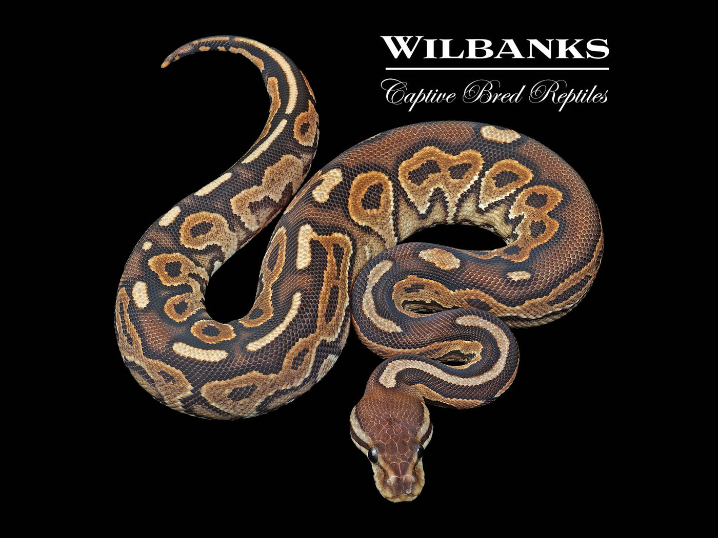 Cinnamon Spark Ball Python ♀ '24