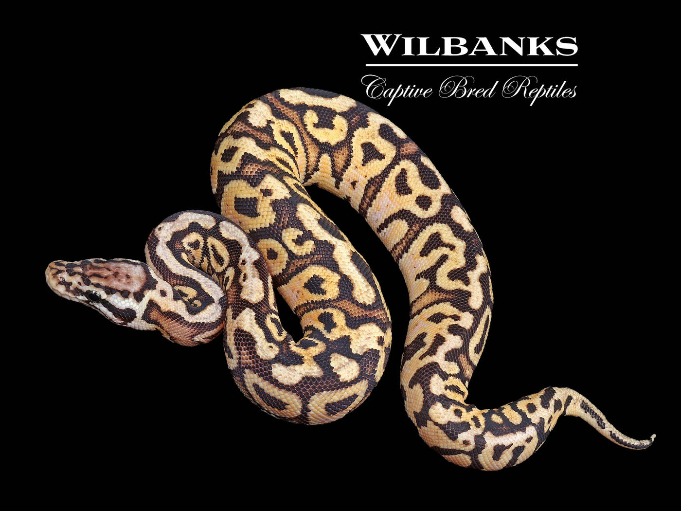 Red Stripe Pastel Spotnose 100% Het. Clown Ball Python ♀ '24