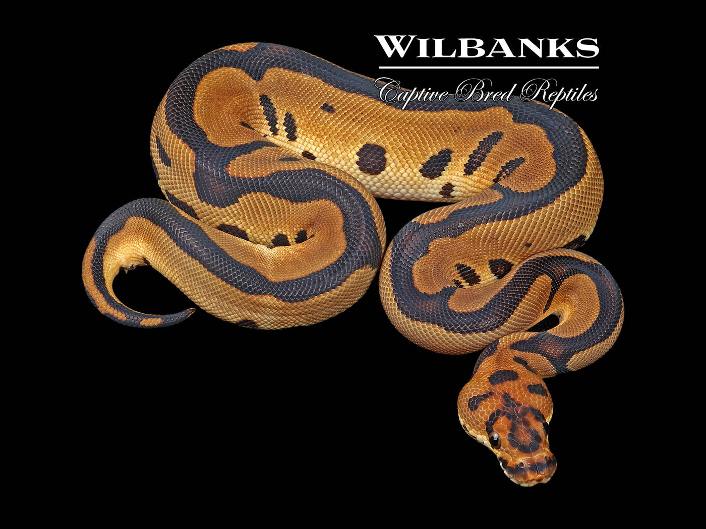 Leopard Clown Ball Python ♂ '24