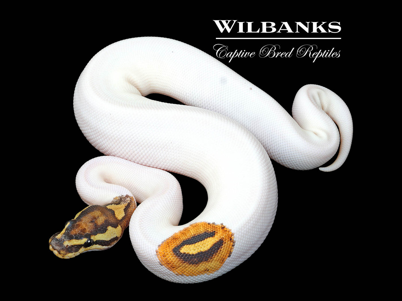 Fire Pied Ball Python ♀ '25
