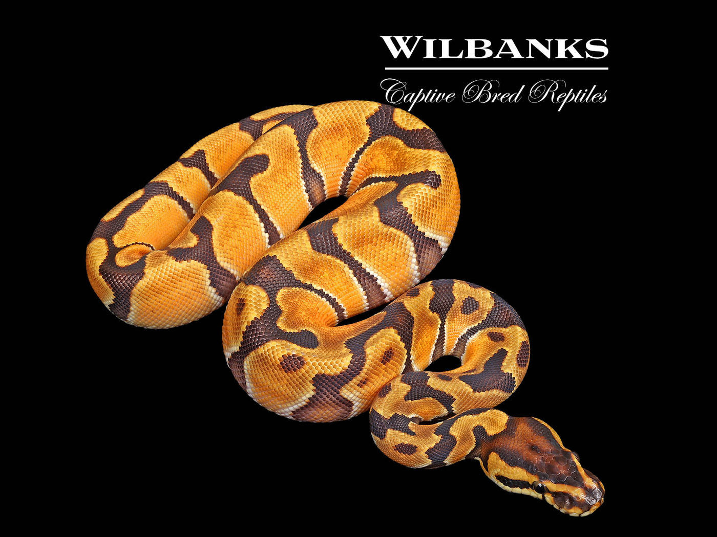 Super Orange Dream Enchi Ball Python ♀ '25