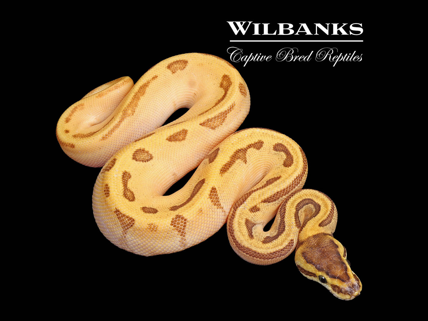 Super Enchi Mojave Pinstripe Ball Python ♀ '25