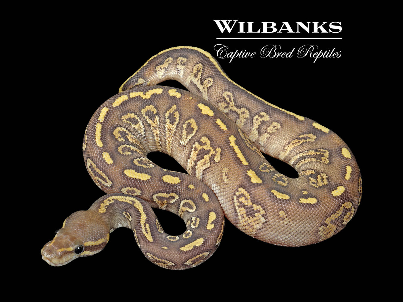 Orange Crush Mojave Granite Ball Python ♀ '25