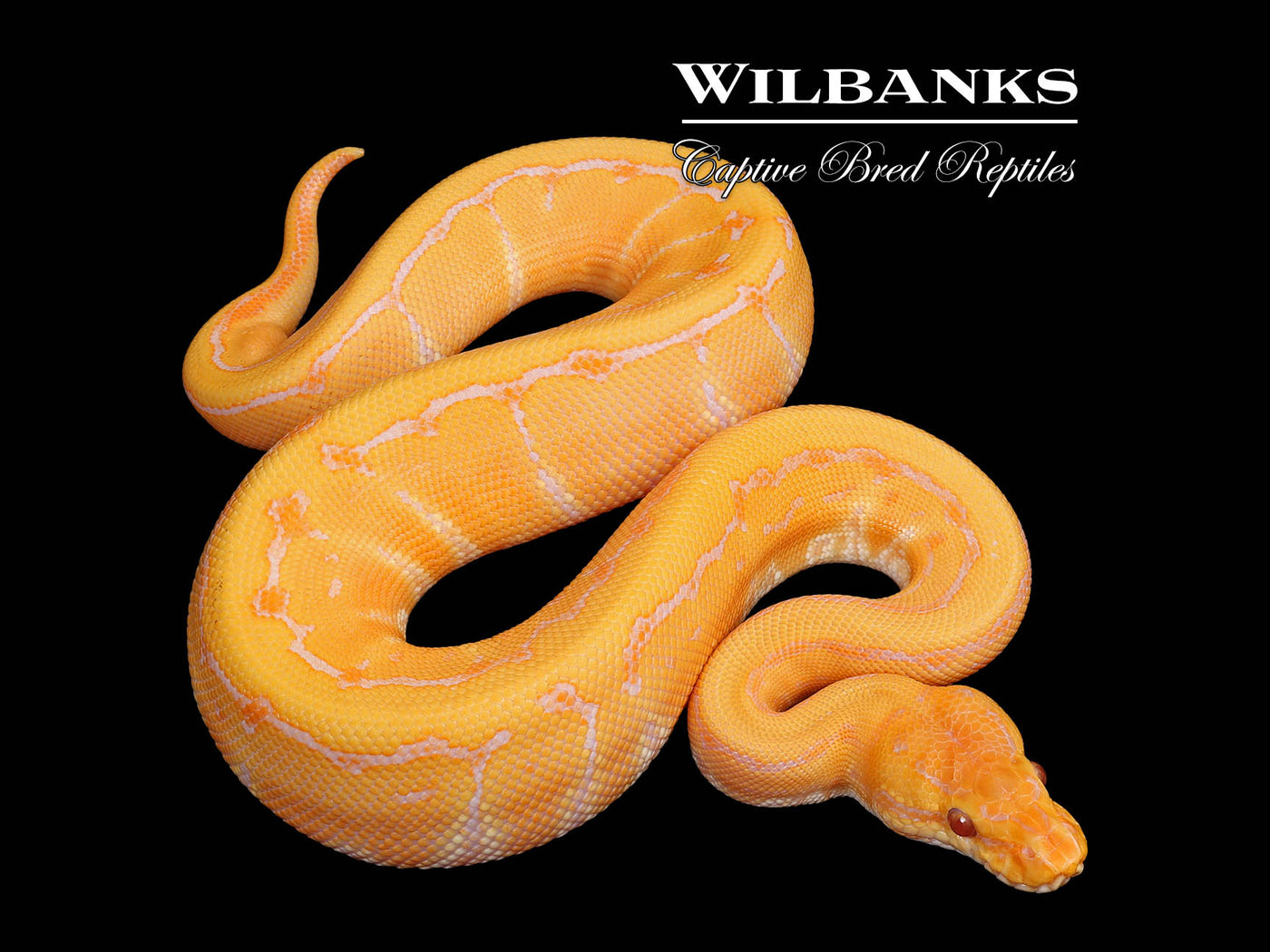 Lavender Pinstripe Ball Python ♂ '25