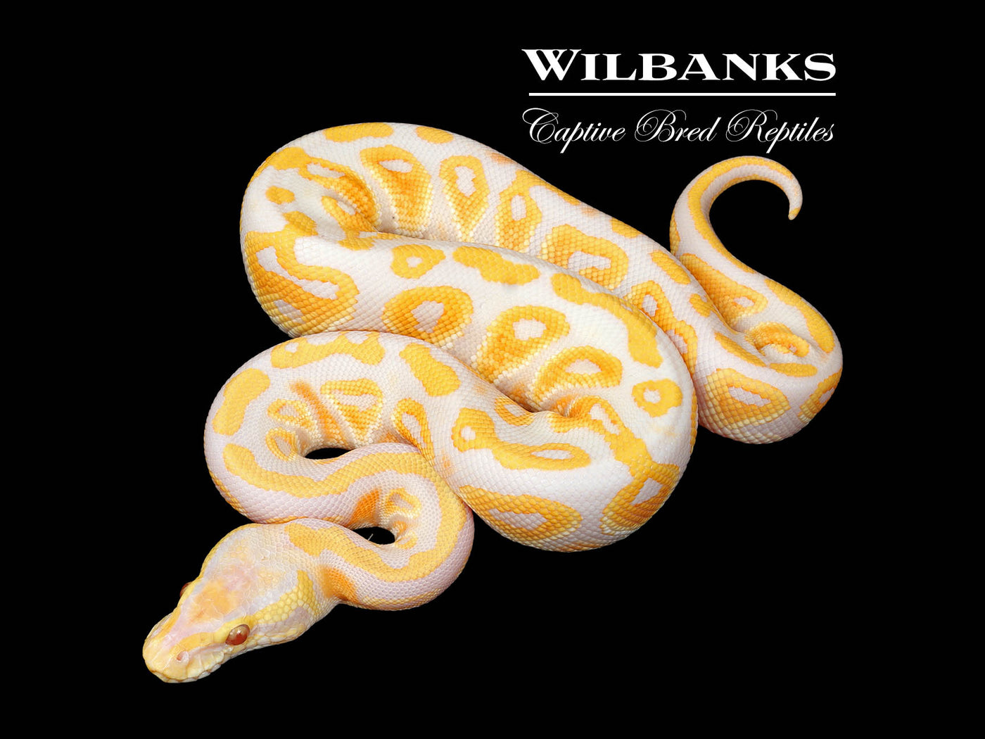 Lavender Albino Pastel Cypress Ball Python ♂ '25