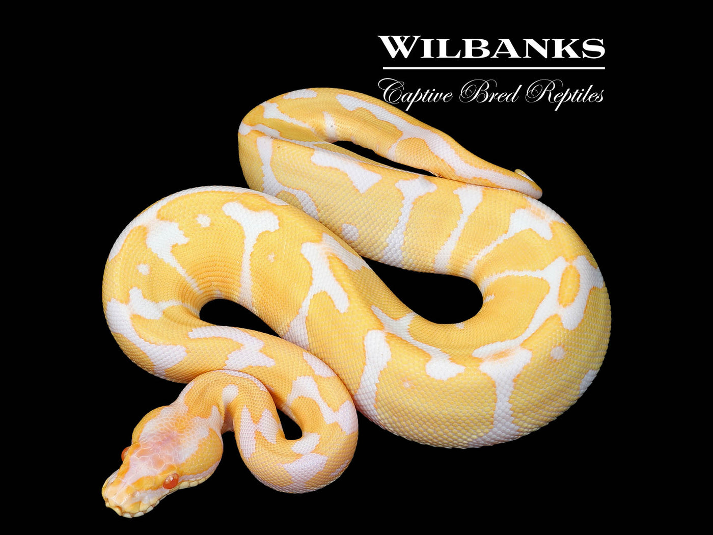 Albino Leopard Ball Python ♀ '25