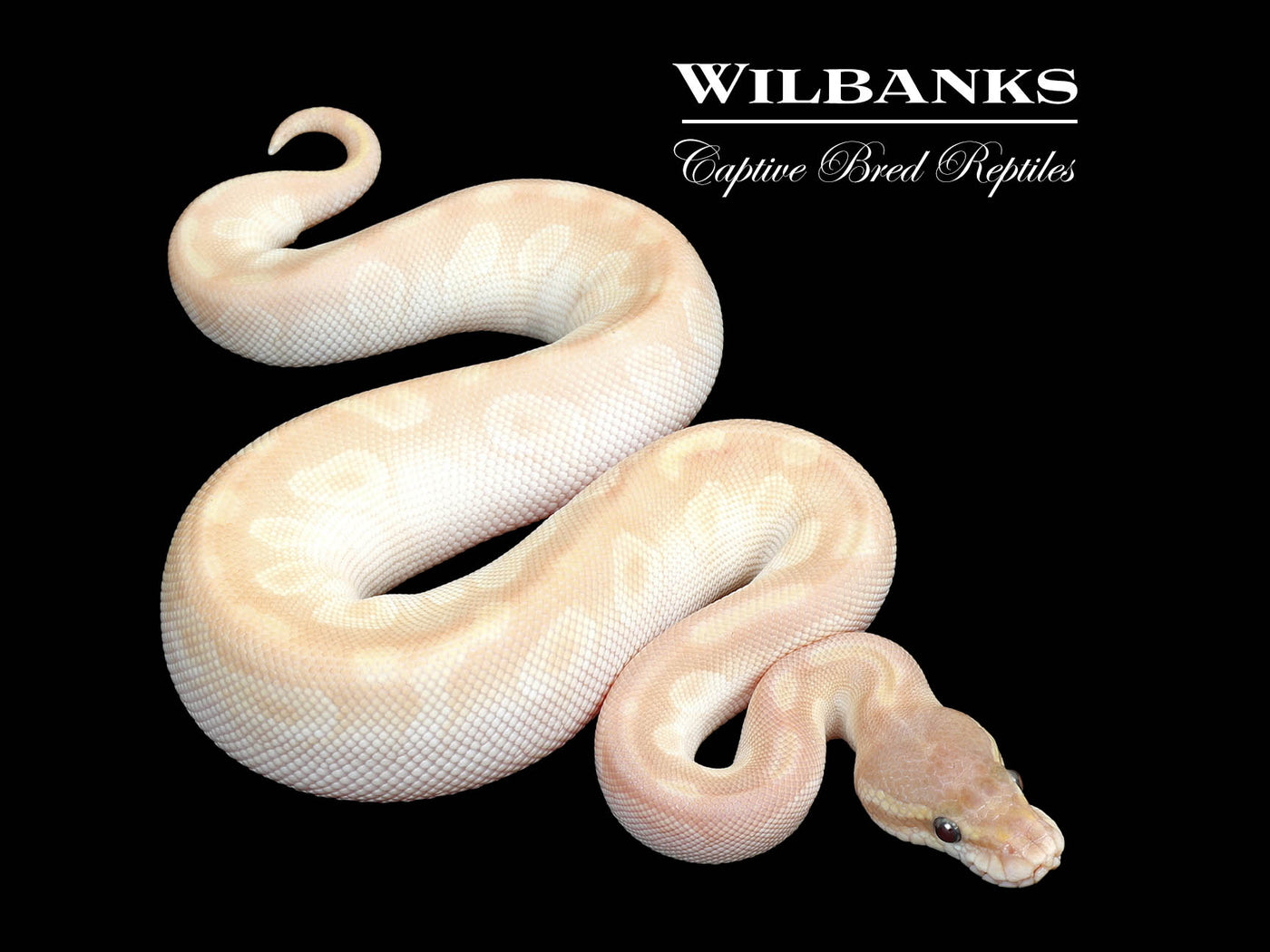 Crystal Ball Python ♀ '25