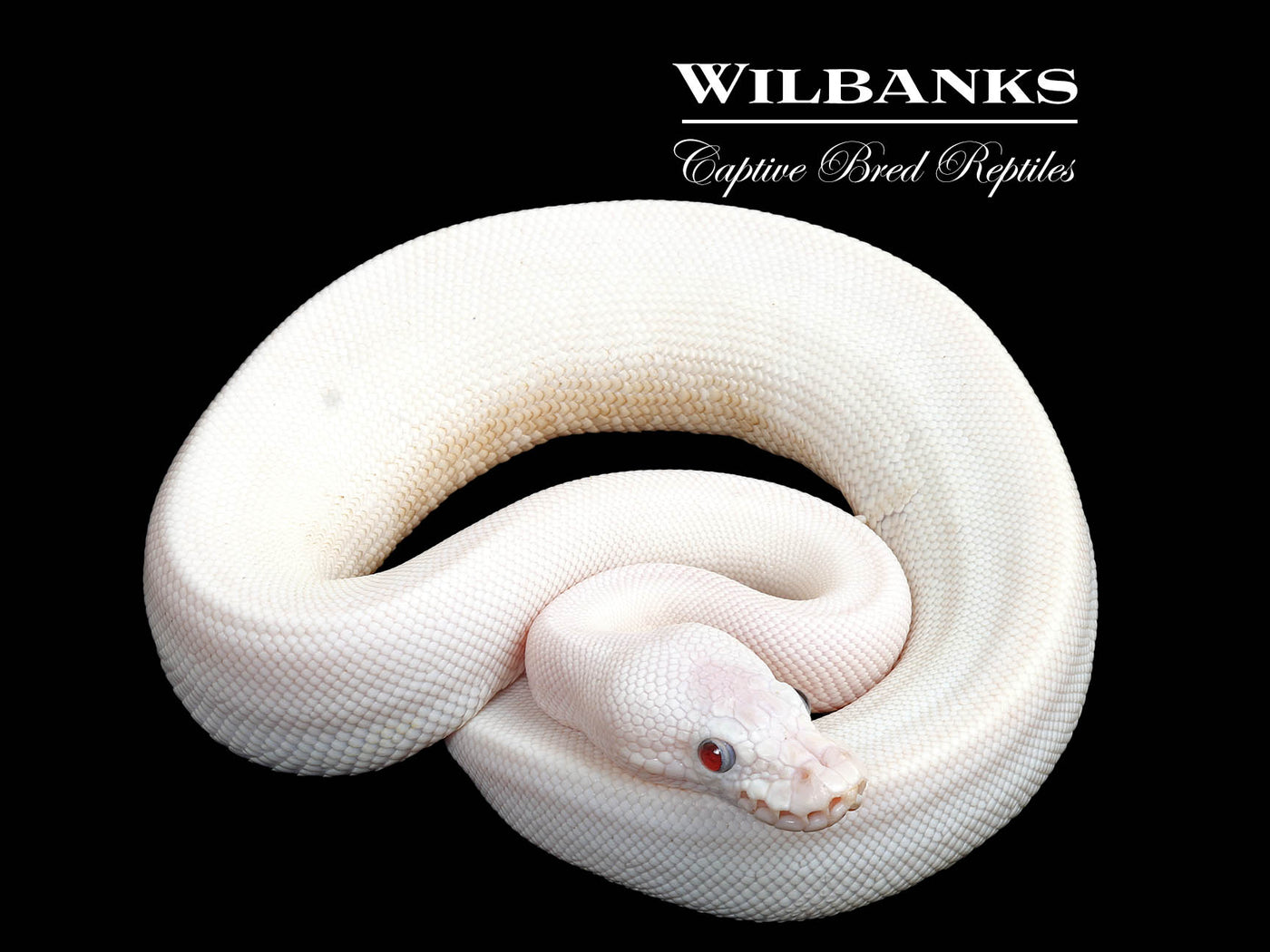 Blue Eyed Leucistic (Mojave Butter) Ball Python ♂ '25
