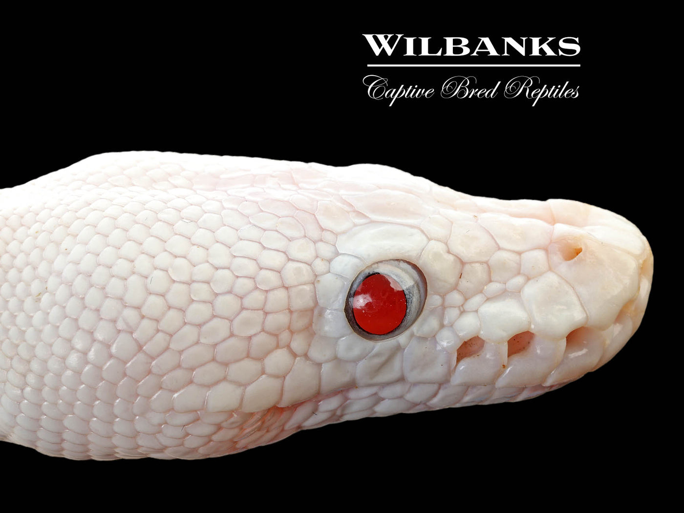 Blue Eyed Leucistic (Mojave Butter) Ball Python ♂ '25