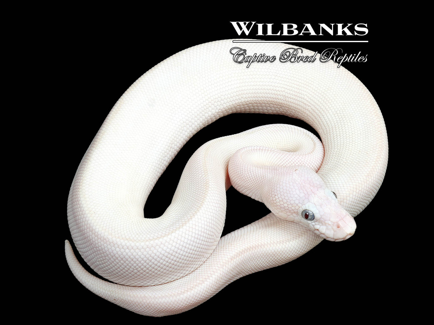 Blue Eyed Leucistic (Mojave Butter) Ball Python ♀ '25