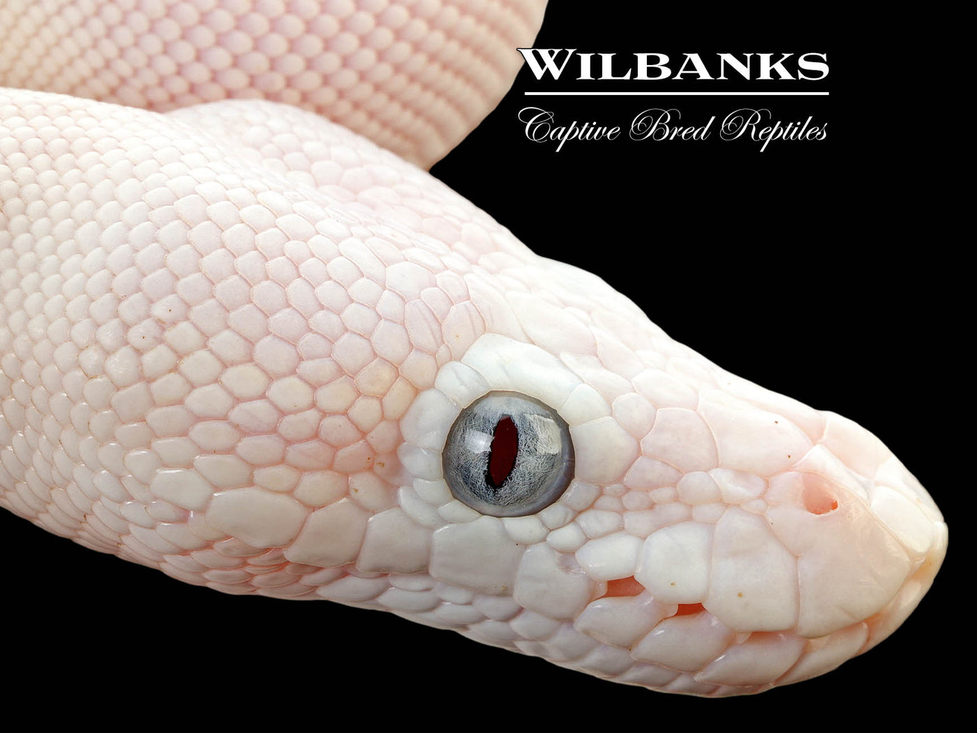 Blue Eyed Leucistic (Mojave Butter) Ball Python ♀ '25