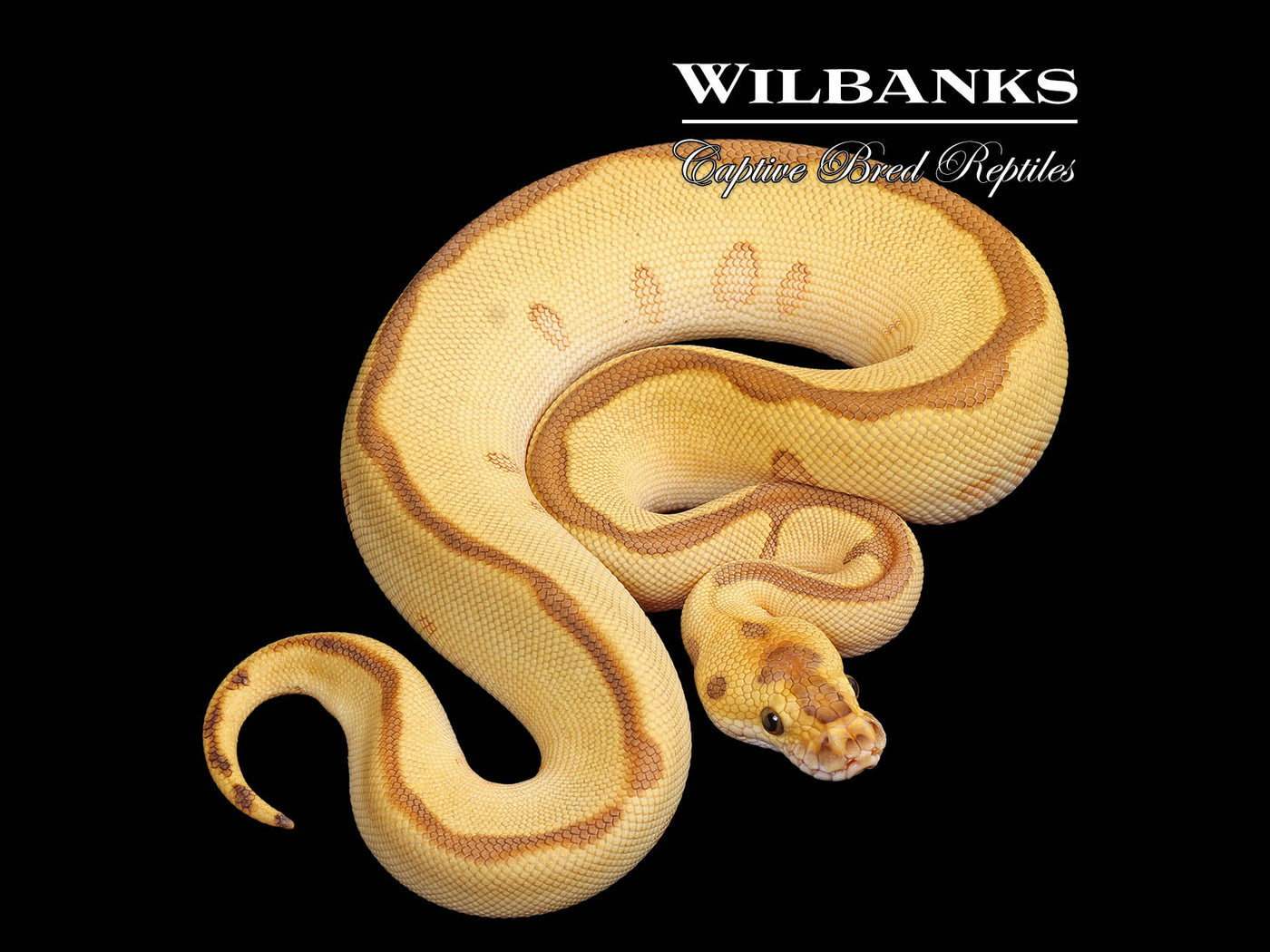 Butter Enchi Leopard Clown Ball Python ♀ '25