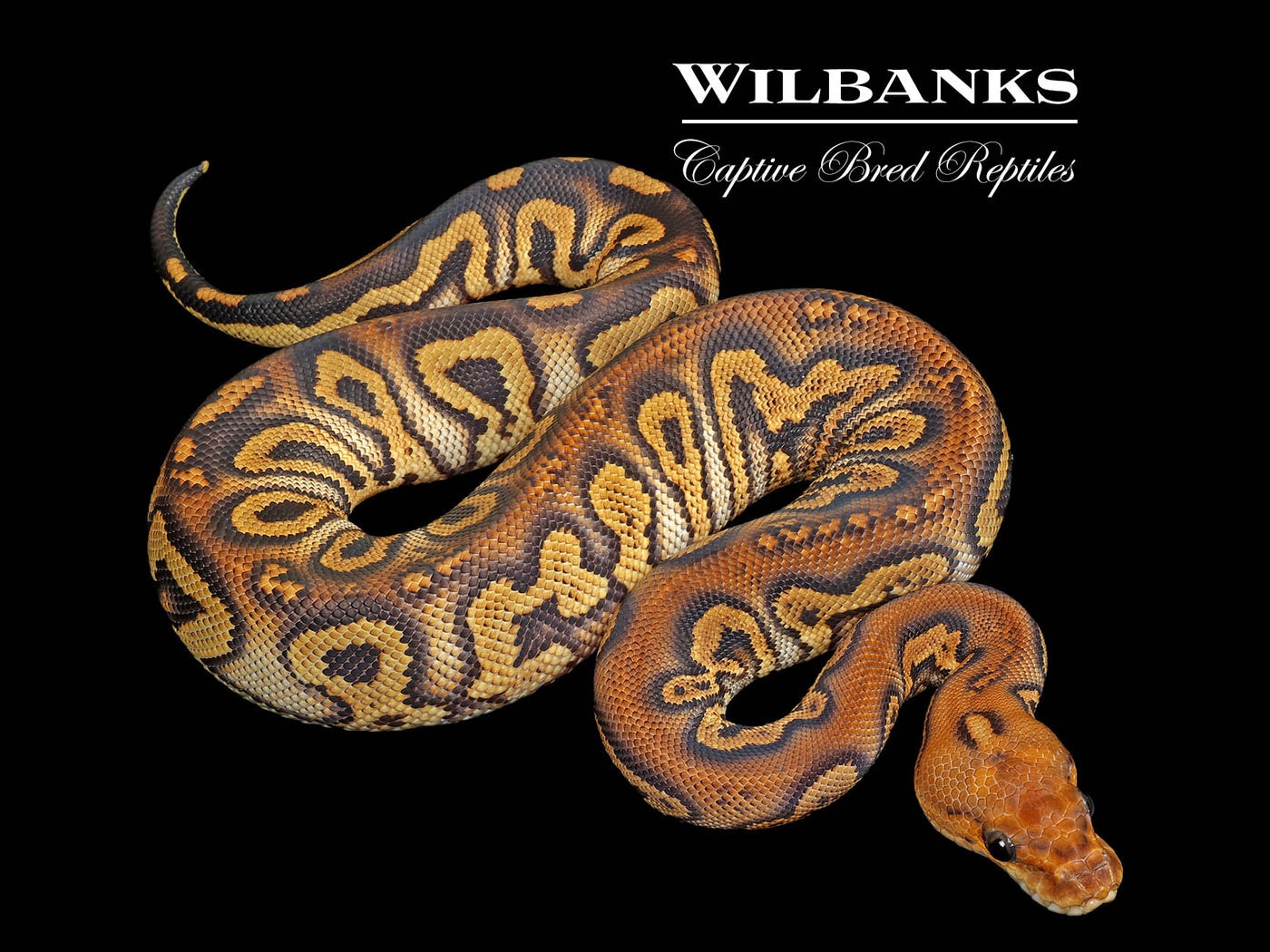 Stranger Clown Ball Python ♀ '25
