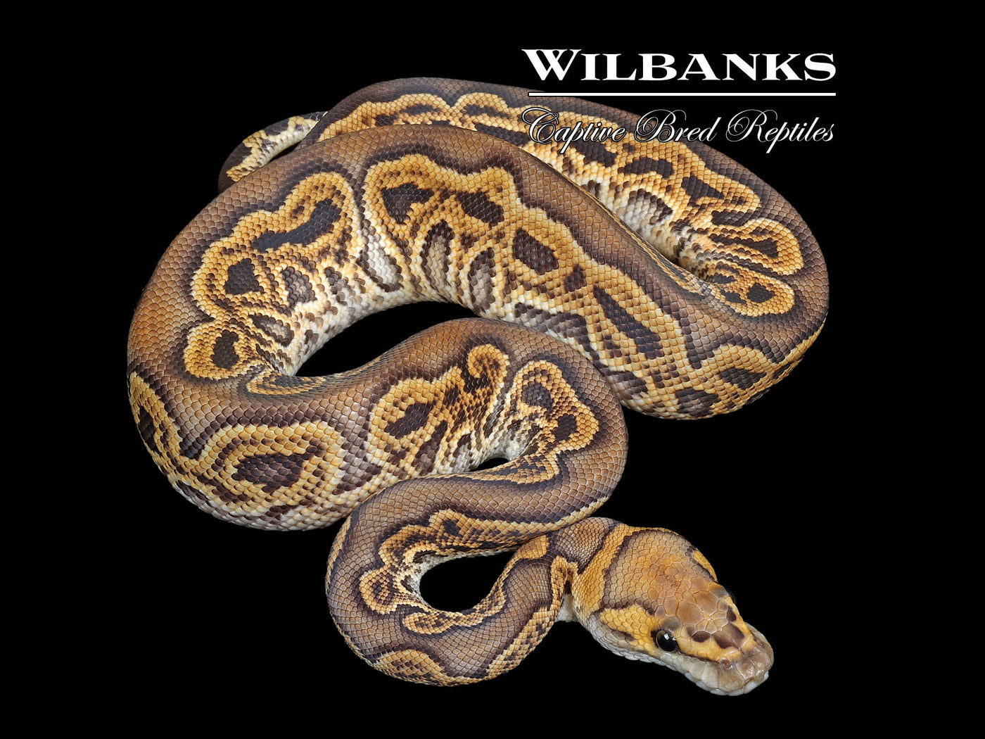 GHI Clown Ball Python ♂ '25