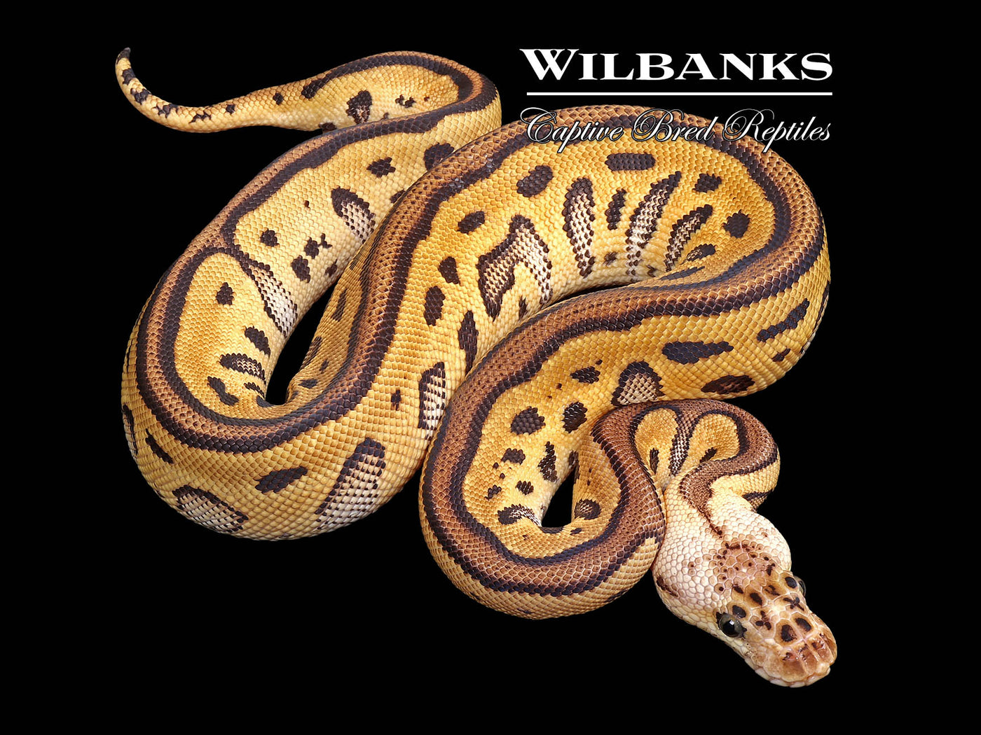 Pastel Leopard Clown Ball Python ♀ '25