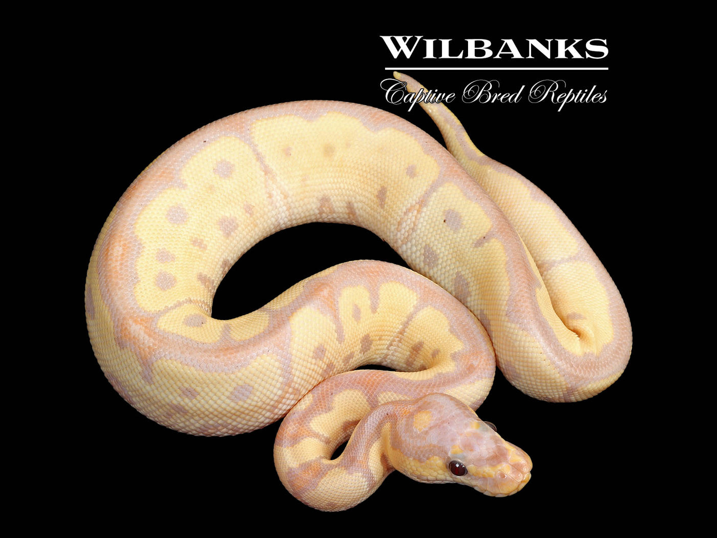 Banana Clown Ball Python ♂ '25