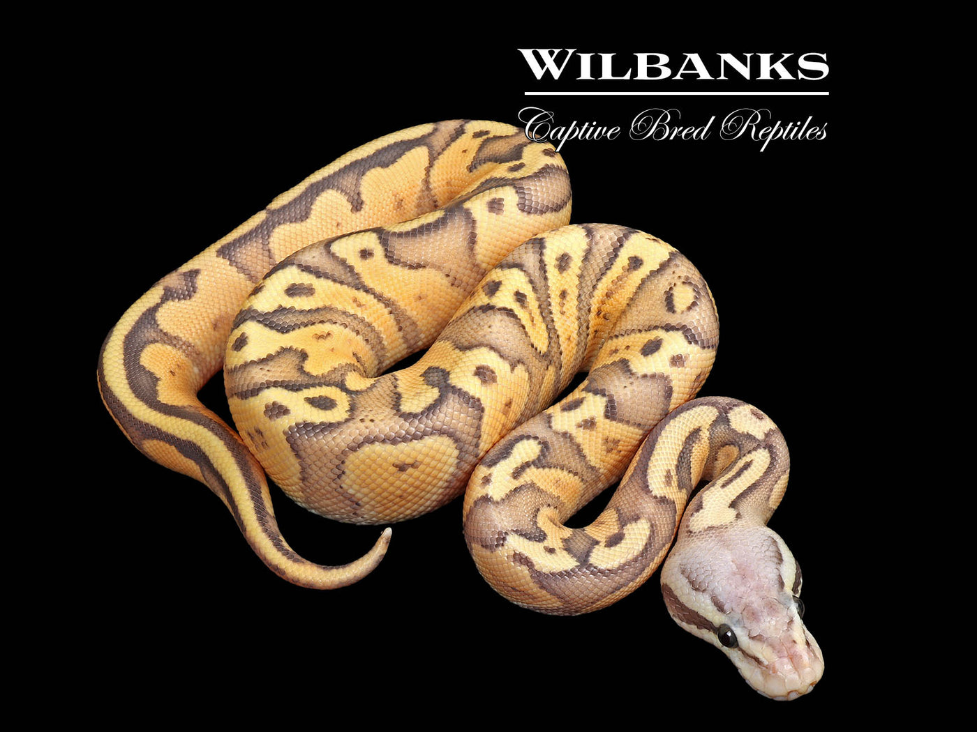 GHI FireFly Ghost Ball Python ♂ '25