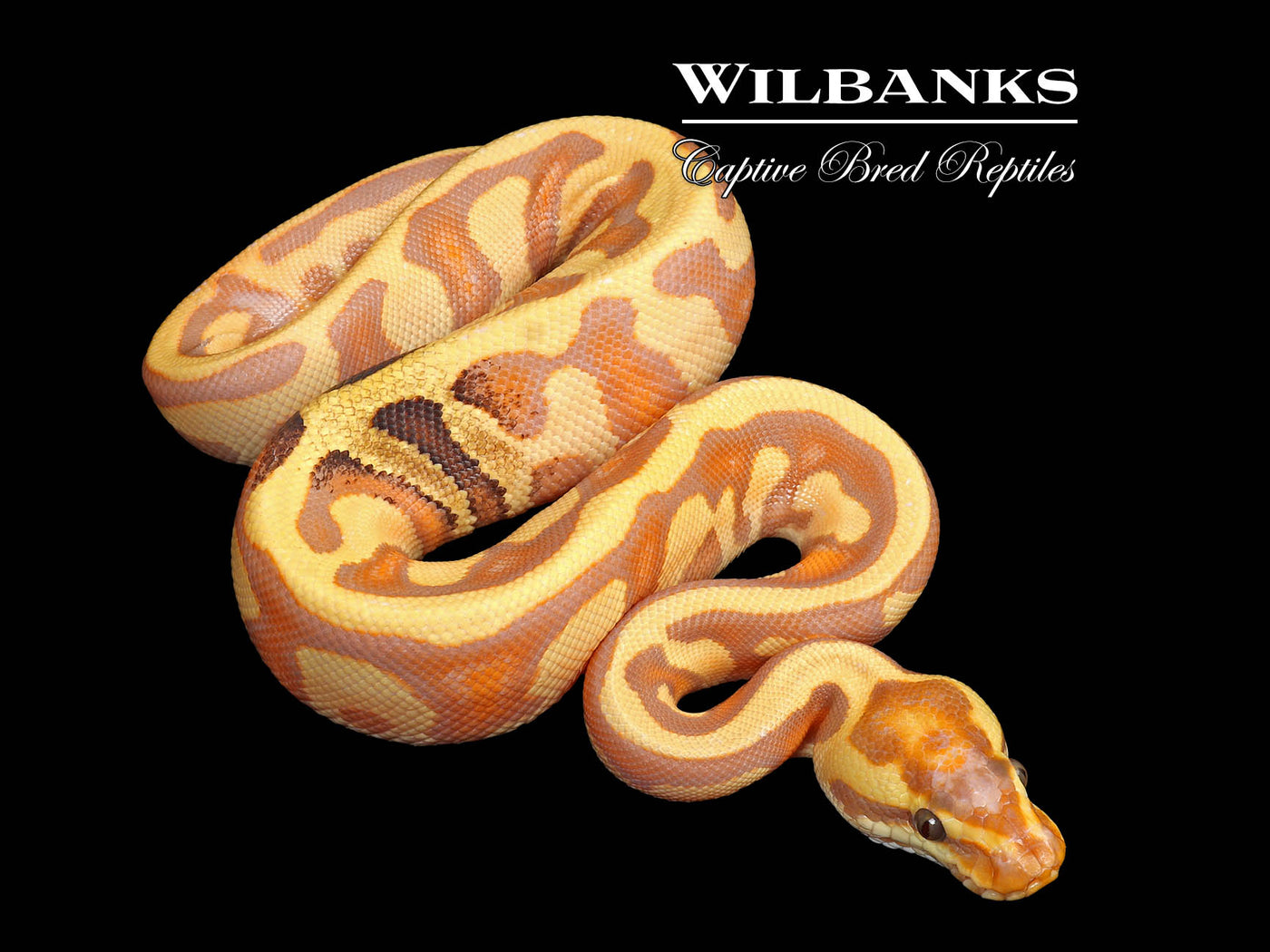 Banana Paradox Enchi Leopard Yellow Belly Ball Python ♂ '25